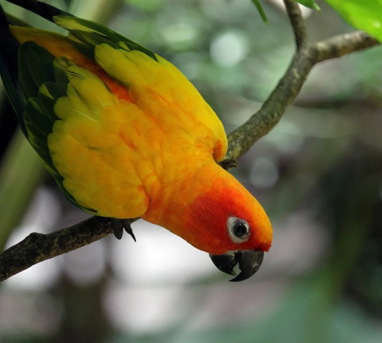 Lafeber’s Global Parrot Conservation Spotlight January 2024: The Sun ...