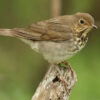Swainson's thrush perched on a branch outside