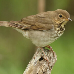 Swainson's thrush perched on a branch outside