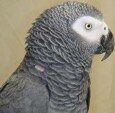 African grey parrot, African grey, grey