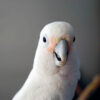 head and shoulders of a Goffin's cockatoo indoors