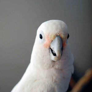 head and shoulders of a Goffin's cockatoo indoors