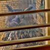 Flaco the Eurasian eagle-owl perched on windowsill peering into window from outside
