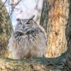Flaco, a Eurasian eagle-owl, perched on a branch in a tree