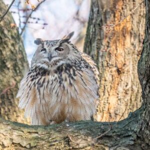 Flaco, a Eurasian eagle-owl, perched on a branch in a tree