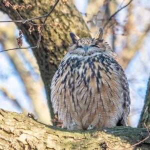 Flaco the Eurasian eagle-owl perched in a tree
