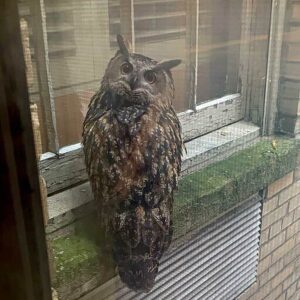 Flaco, a Eurasian eagle-owl, perched outside window on windowsill