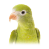 Canary-winged Parakeet