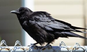 crow, black bird