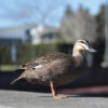 Pacific black duck standing on concrete in urban area
