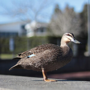 Pacific black duck standing on concrete in urban area