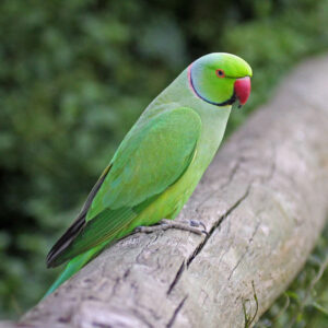 Rose-ringed parakeet (aka ring-necked parakeet or Kramer parrot) stands on a log outside