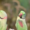 rose-winged parakeets, rose wings