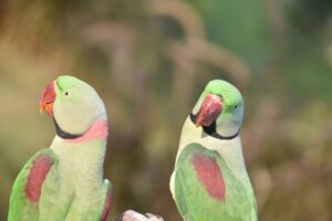rose-winged parakeets, rose wings