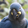 Lear's macaw, blue macaw