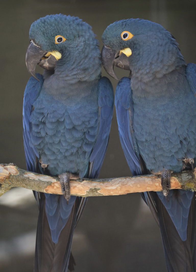 Photo inspiration: Visual Reference: Lafeber S Global Parrot Conservation Spotlight March 2024 The Lear