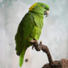 Amazon perched on branch in studio setting; Perhaps yellow-naped Amazon