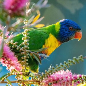 rainbow lorikeet perched on branch among blooms