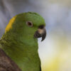 yellow-naped Amazon parrot, yellow nape, Amazon parrot