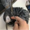 African grey parrot, African grey, grey, grey parrot