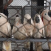 salmon-crested cockatoos, salmon crest, cockatoos