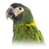 Yellow-collared Macaw