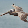 brown pelican in flight over water