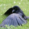 crow on grassy ground with wings spread to do anting