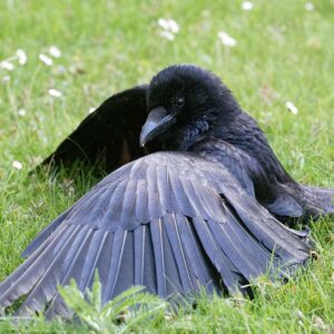 crow on grassy ground with wings spread to do anting