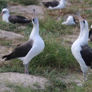 Laysan albatross standing on ground in groups