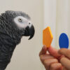 African grey parrot, grey parrot, grey, gray parrot