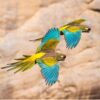Patagonian conure, burrowing parrot