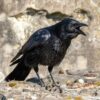 a crow standing on rocky ground with beak open