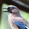 close up profile of Eurasian jay with beak open