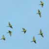 flock of parrots flying in blue sky