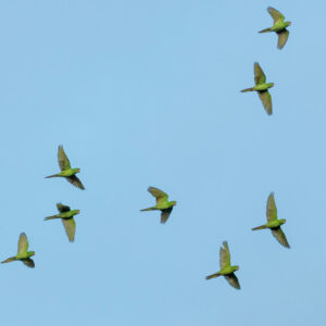 flock of parrots flying in blue sky