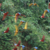 blue-and-gold macaws and scarlet macaws fly together in Tambopata, Peru