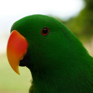 close up on head of male eclectus parrot outdoors