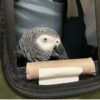 African grey parrot, grey parrot, Griffin the African grey parrot, Dr. Irene Pepperberg parrot Griffin