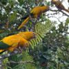 Golden Conure, Queen of Bavaria Conure, Golden Parakeet