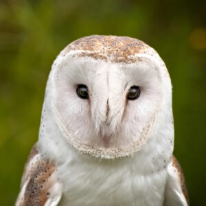 close up on head of white barn owl outside