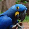close up on head of hyacinth macaw holding food in foot