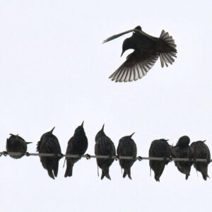starlings sitting in a row on a utility wire outdoors