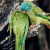 two blue-crowned conures (blue-crowned parakeets) perched side by side on a branch preening