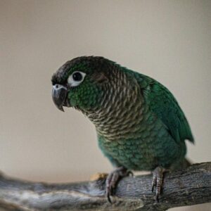 conure perched on branch indoors