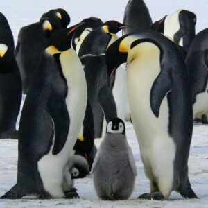 group of emperor penguins standing outside on ice