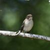 a mostly yellow-gray feathered wild bird sits on a branch