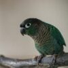 a mostly green feathered conure with gray colored feathers on its chest perches on a branch in a room.