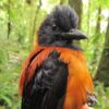 Hooded Pitohui, toxic bird