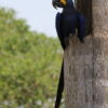 A blue hyacinth macaw, with yellow-colored skin around the eye and upper beak, perches on the edge of a hollow tree in Brazil